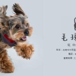 毛孩討拍寵物照相館 x 蔚任錄像